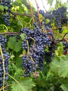 Dark purple grapes on the vines at Rockbridge Vineyard in Raphine, VA