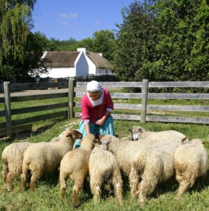 Frontier Museum demonstration of feeding the sheep on the living museum property.