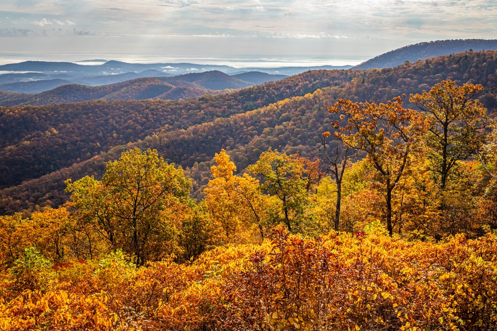 Gorgeous Shenandoah Fall Foliage at Shenandoah National Park near our Cabins in Virginia