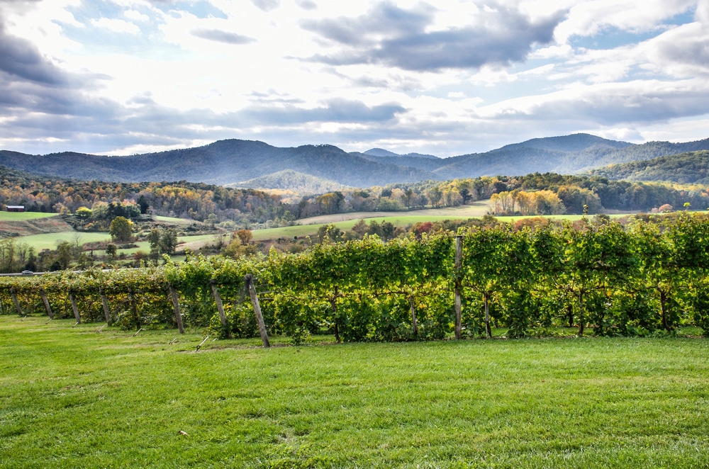 Best Shenandoah Valley Wineries in Virginia | Updated 2026