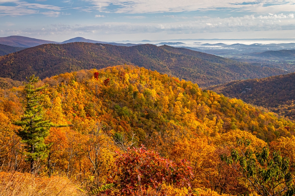 Fall colors at Shenandoah National Park - one of the best places to enjoy a colorful Fall in Virginia, other than the Virginia Scenic Railway