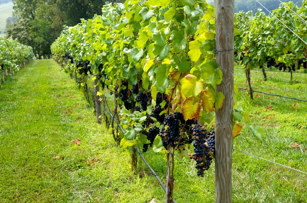 closeup of of grapes nearing harvest at one of the vineyards in Virginia